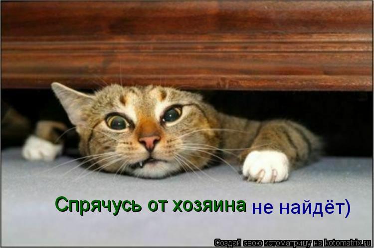 Спрячусь от хозяина не найдёт)... Котоматрица: Спрячусь от хозяина не найдёт)