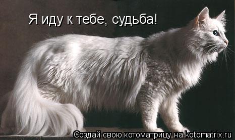 Я иду к тебе, судьба!... Котоматрица: Я иду к тебе, судьба!