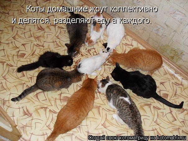Коты домашние жрут коллективно и делятся, разделяют еду а каждого.... Котоматрица: Коты домашние жрут коллективно и делятся, разделяют еду а каждого.