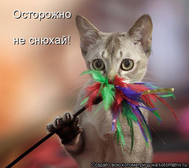 Осторожно не снюхай!... Котоматрица: Осторожно не снюхай!