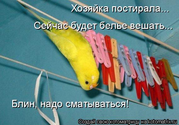 Хозяйка постирала... Сейчас будет белье вешать... Блин, надо сматываться!... Котоматрица: Хозяйка постирала... Сейчас будет белье вешать... Блин, надо сматываться!