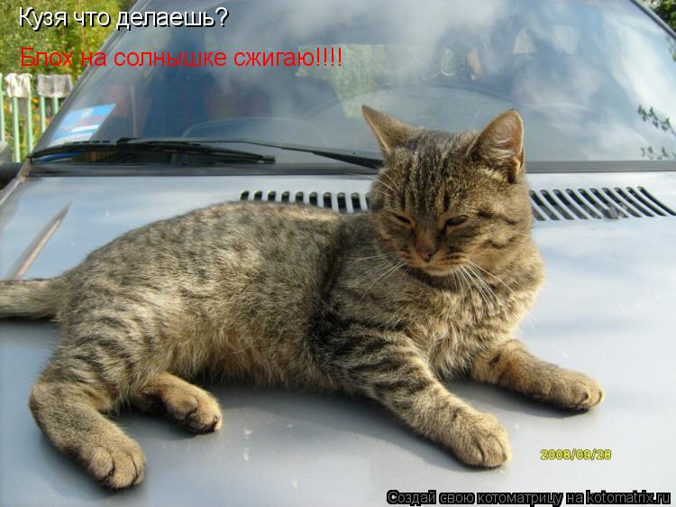 Кузя что делаешь? Блох на солнышке сжигаю!!!!... Котоматрица: Кузя что делаешь? Блох на солнышке сжигаю!!!!