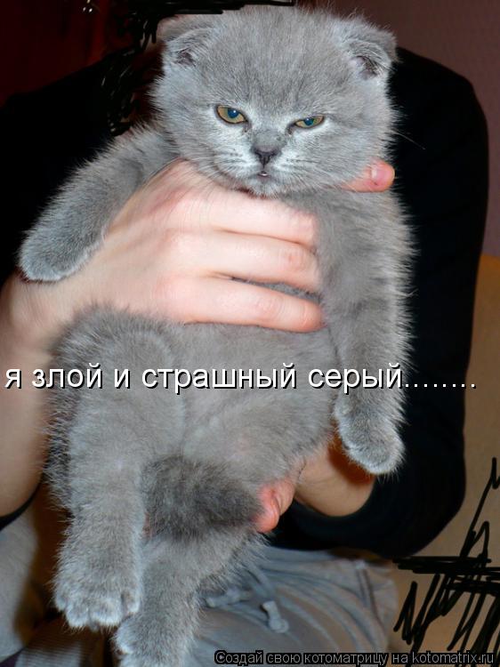 я злой и страшный серый........... Котоматрица: я злой и страшный серый........