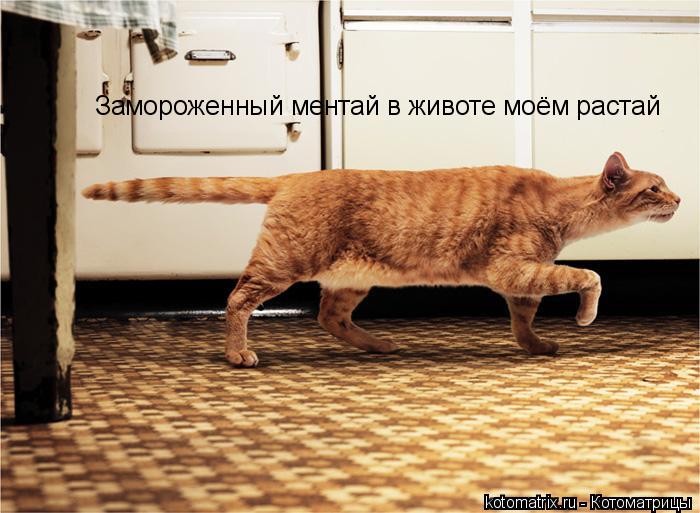Замороженный ментай в животе моём растай... Котоматрица: Замороженный ментай в животе моём растай