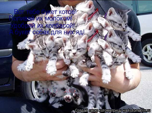 Вот тебе букет котов! Поливай их молоком! Удобряй их колбасой! А букет собак для них яд!... Котоматрица: Вот тебе букет котов! Поливай их молоком! Удобряй их колбасой! А букет собак для них яд!