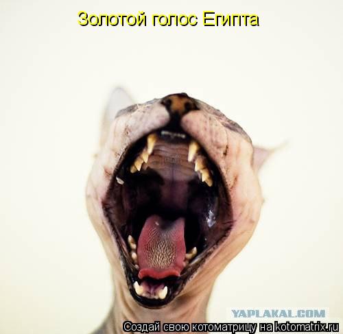 Золотой голос Египта... Котоматрица: Золотой голос Египта