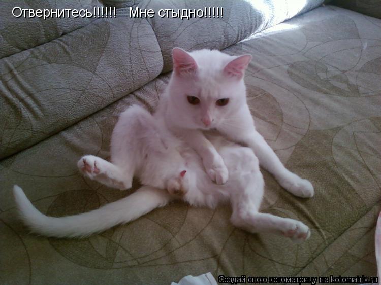 Отвернитесь!!!!!! Мне стыдно!!!!!... Котоматрица: Отвернитесь!!!!!! Мне стыдно!!!!!