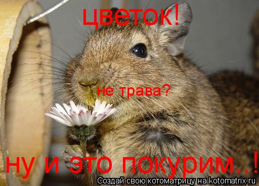 цветок! ну и это покурим..! не трава?... Котоматрица: цветок! ну и это покурим..! не трава?