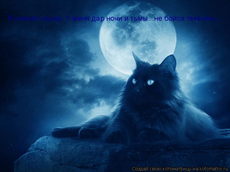 Я ночная кошка. У меня дар ночи и тьмы...не бойся темноты....... Котоматрица: Я ночная кошка. У меня дар ночи и тьмы...не бойся темноты....