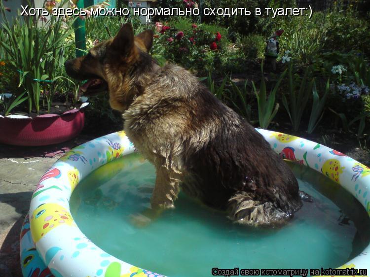 Хоть здесь можно нормально сходить в туалет:)... Котоматрица: Хоть здесь можно нормально сходить в туалет:)