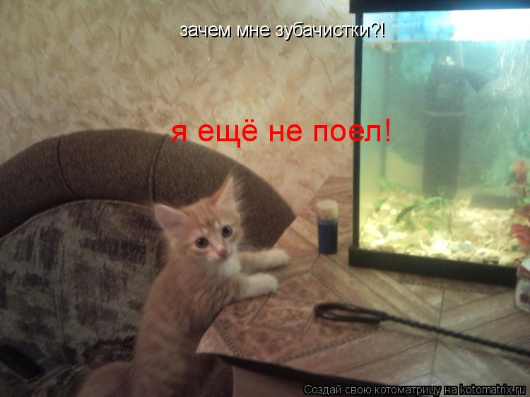 зачем мне зубачистки?! я ещё не поел!... Котоматрица: зачем мне зубачистки?! я ещё не поел!