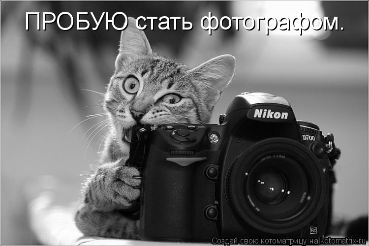 ПРОБУЮ стать фотографом.... Котоматрица: ПРОБУЮ стать фотографом.