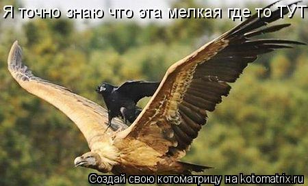 Я точно знаю что эта мелкая где то ТУТ!... Котоматрица: Я точно знаю что эта мелкая где то ТУТ!