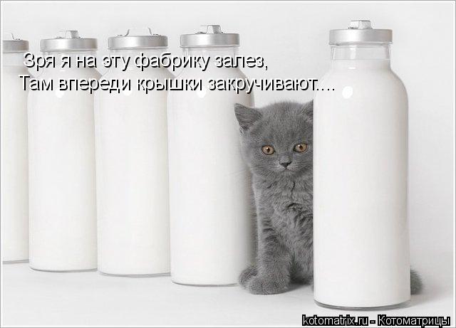 Зря я на эту фабрику залез, Там впереди крышки закручивают....... Котоматрица: Зря я на эту фабрику залез, Там впереди крышки закручивают....