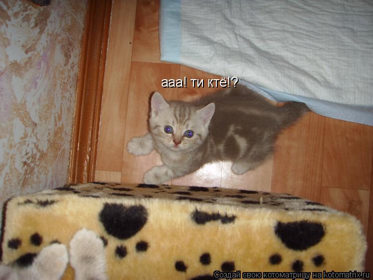 ааа! ти ктё!?... Котоматрица: ааа! ти ктё!?