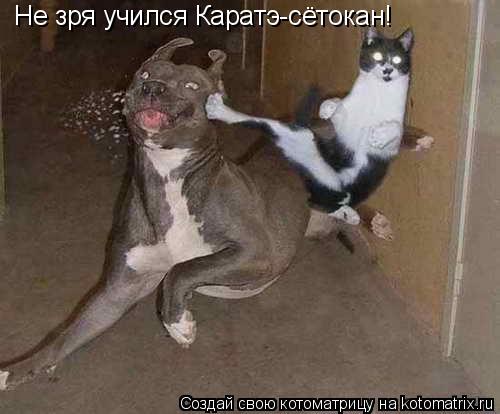 Не зря учился Каратэ-сётокан!... Котоматрица: Не зря учился Каратэ-сётокан!