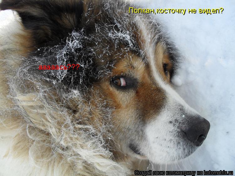 Полкан,косточку не видел? ааааась???... Котоматрица: Полкан,косточку не видел? ааааась???