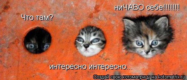 Что там? интересно интересно... ниЧАВО себе!!!!!!!... Котоматрица: Что там? интересно интересно... ниЧАВО себе!!!!!!!