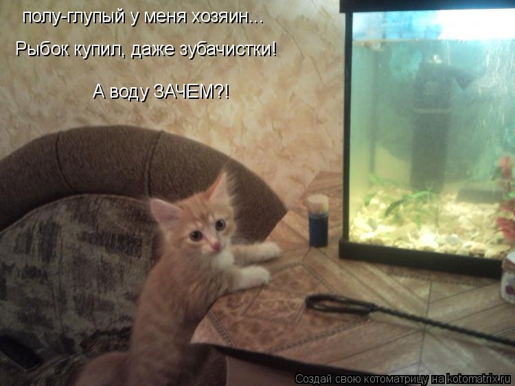 полу-глупый у меня хозяин... Рыбок купил, даже зубачистки! А воду ЗАЧЕМ?!... Котоматрица: полу-глупый у меня хозяин... Рыбок купил, даже зубачистки! А воду ЗАЧЕМ?!