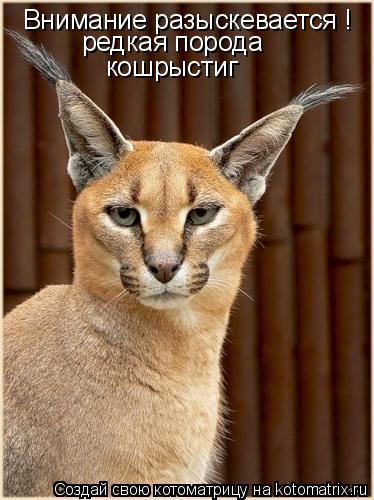 Внимание разыскевается ! редкая порода кошрыстиг... Котоматрица: Внимание разыскевается ! редкая порода кошрыстиг