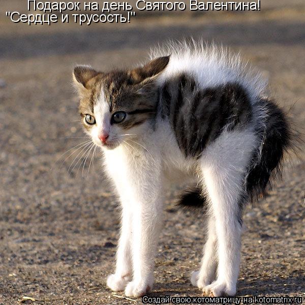 Подарок на день Святого Валентина! "Сердце и трусость!"... Котоматрица: Подарок на день Святого Валентина! "Сердце и трусость!"