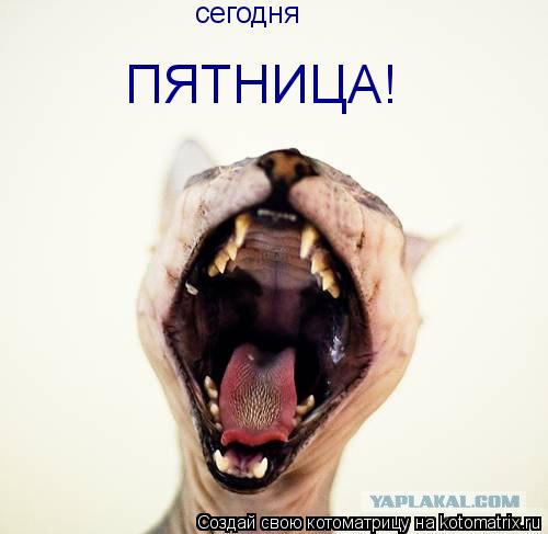 сегодня ПЯТНИЦА!... Котоматрица: сегодня ПЯТНИЦА!