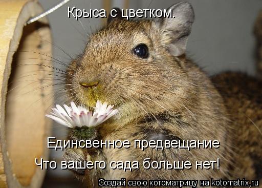 Котоматрица: Крыса с цветком. Единсвенное предвещание Что вашего сада больше нет!