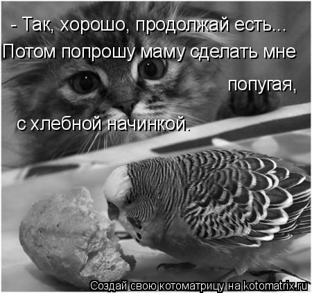 - Так, хорошо, продолжай есть... попугая, с хлебной начинкой. Потом попрошу маму сделать мне... Котоматрица: - Так, хорошо, продолжай есть... попугая, с хлебной начинкой. Потом попрошу маму сделать мне
