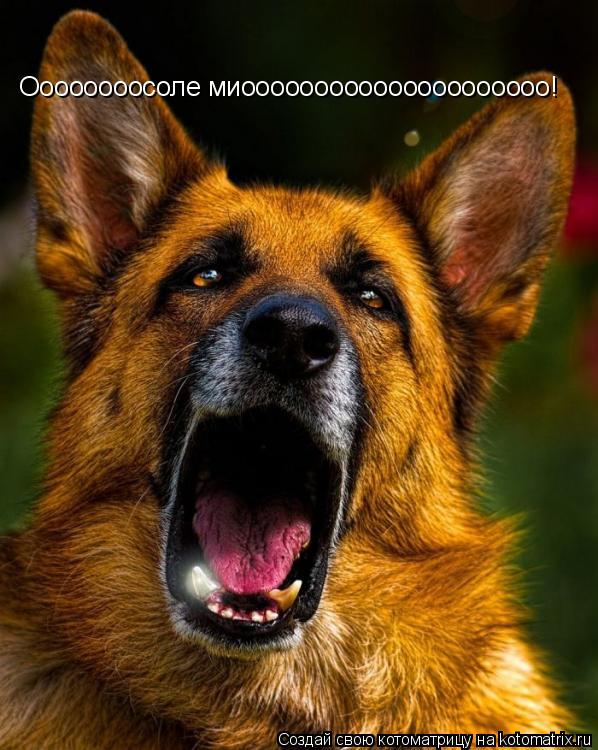 Оооооооосоле миооооооооооооооооооооо!... Котоматрица: Оооооооосоле миооооооооооооооооооооо!