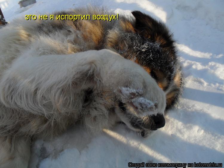 это не я испортил воздух!... Котоматрица: это не я испортил воздух!