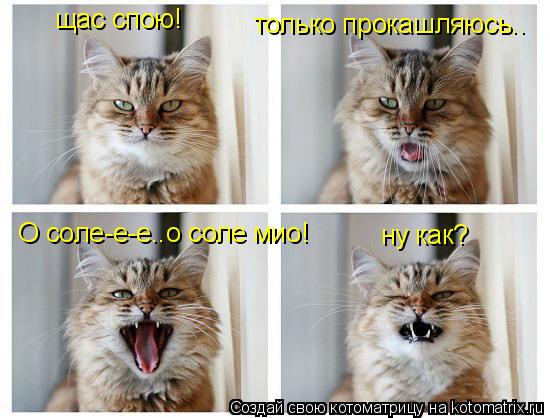 щас спою! только прокашляюсь.. О соле-е-е..о соле мио! ну как?... Котоматрица: щас спою! только прокашляюсь.. О соле-е-е..о соле мио! ну как?