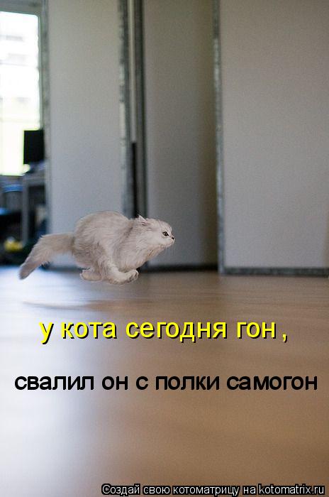 у кота сегодня гон , свалил он с полки самогон свалил он с полки самогон... Котоматрица: у кота сегодня гон , свалил он с полки самогон свалил он с полки самогон