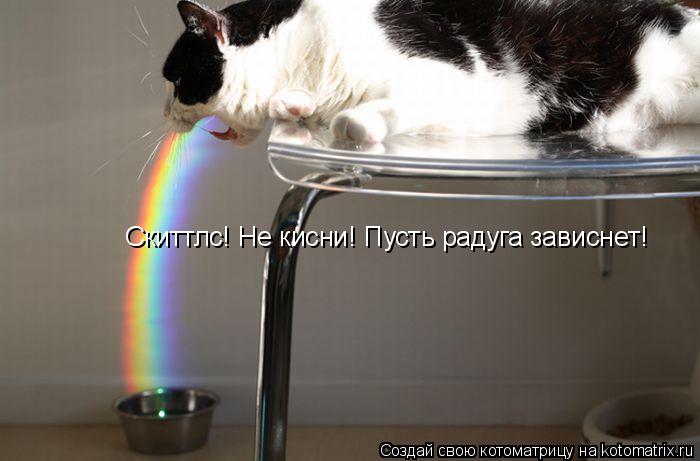 Скиттлс! Не кисни! Пусть радуга зависнет!... Котоматрица: Скиттлс! Не кисни! Пусть радуга зависнет!