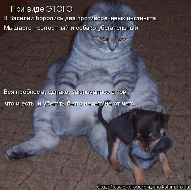 При виде ЭТОГО В Василии боролись два противоречивых инстинкта: Мышасто - сытостный и собако-убегател... Котоматрица: При виде ЭТОГО В Василии боролись два противоречивых инстинкта: Мышасто - сытостный и собако-убегательный Вся проблема, однако, заключалас