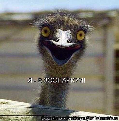 Я - В ЗООПАРК??!!... Котоматрица: Я - В ЗООПАРК??!!