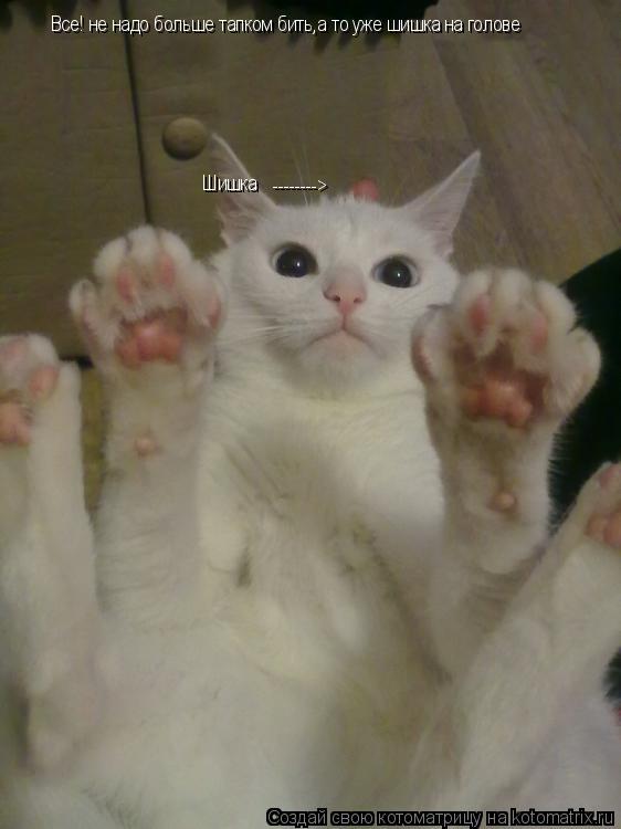 Все! не надо больше тапком бить,а то уже шишка на голове --------> Шишка... Котоматрица: Все! не надо больше тапком бить,а то уже шишка на голове --------> Шишка