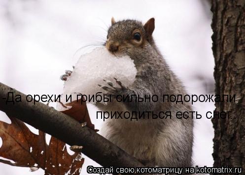 -Да орехи и грибы сильно подорожали приходиться есть снег..... Котоматрица: -Да орехи и грибы сильно подорожали приходиться есть снег..