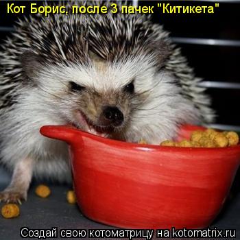 Кот Борис, после 3 пачек "Китикета"... Котоматрица: Кот Борис, после 3 пачек "Китикета"