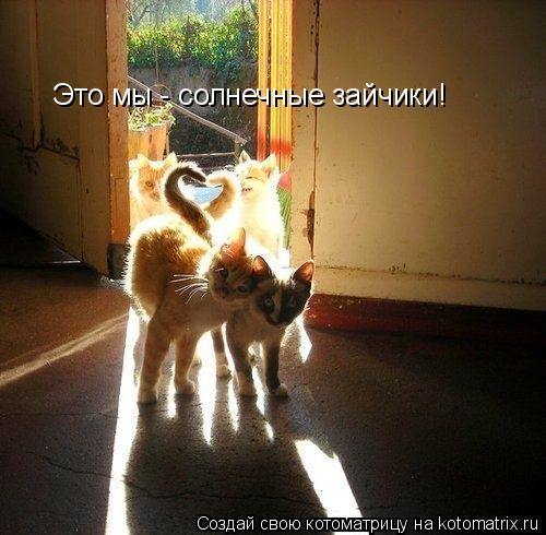 Это мы - солнечные зайчики!... Котоматрица: Это мы - солнечные зайчики!