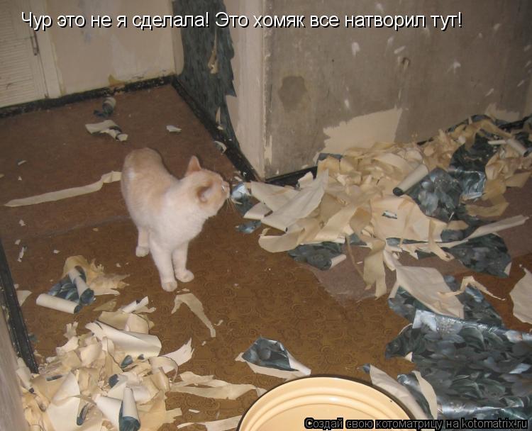 Чур это не я сделала! Это хомяк все натворил тут!... Котоматрица: Чур это не я сделала! Это хомяк все натворил тут!