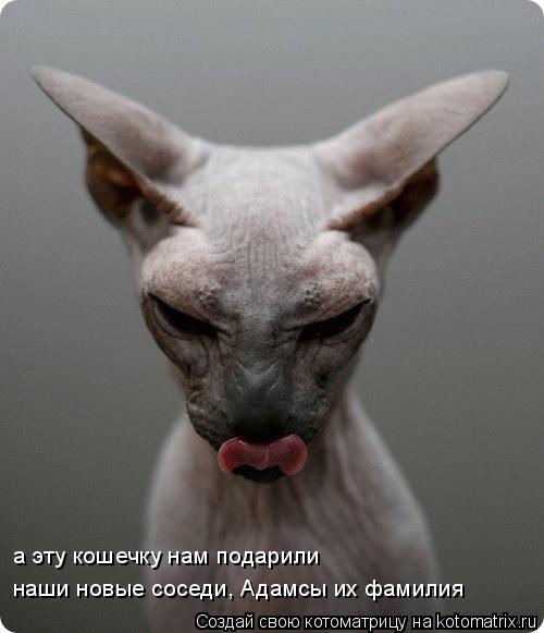 наши новые соседи, Адамсы их фамилия а эту кошечку нам подарили... Котоматрица: наши новые соседи, Адамсы их фамилия а эту кошечку нам подарили
