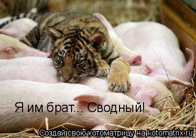 Я им брат... Сводный!... Котоматрица: Я им брат... Сводный!