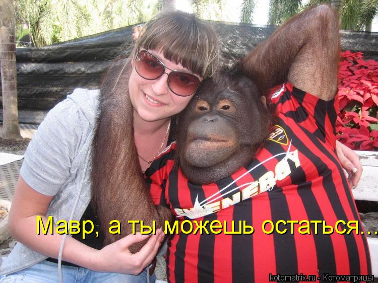 Мавр, а ты можешь остаться........ Котоматрица: Мавр, а ты можешь остаться.....
