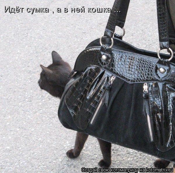 Идёт сумка , а в ней кошка ...... Котоматрица: Идёт сумка , а в ней кошка ...