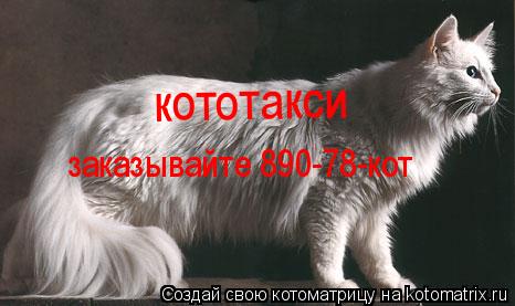 кототакси заказывайте 890-78-кот... Котоматрица: кототакси заказывайте 890-78-кот