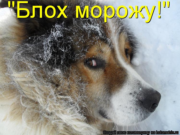 "Блох морожу!"... Котоматрица: "Блох морожу!"