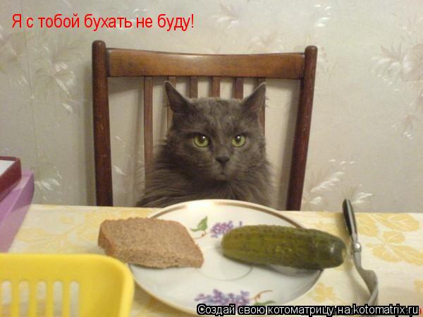 Я с тобой бухать не буду!... Котоматрица: Я с тобой бухать не буду!