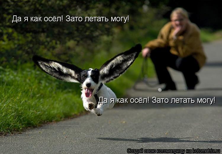 Да я как осёл! Зато летать могу! Да я как осёл! Зато летать могу!... Котоматрица: Да я как осёл! Зато летать могу! Да я как осёл! Зато летать могу!