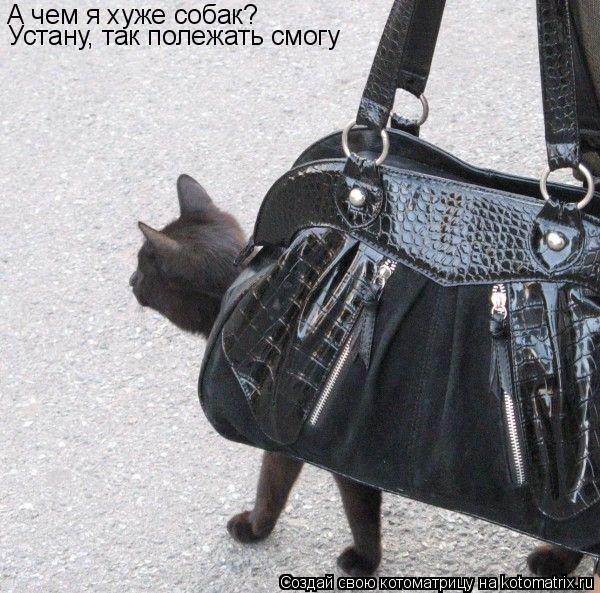 А чем я хуже собак? Устану, так полежать смогу... Котоматрица: А чем я хуже собак? Устану, так полежать смогу