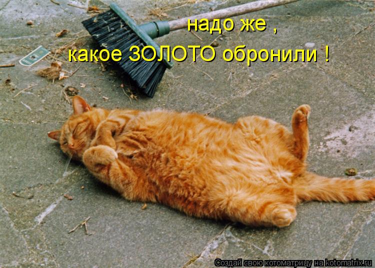 надо же , какое ЗОЛОТО обронили !... Котоматрица: надо же , какое ЗОЛОТО обронили !